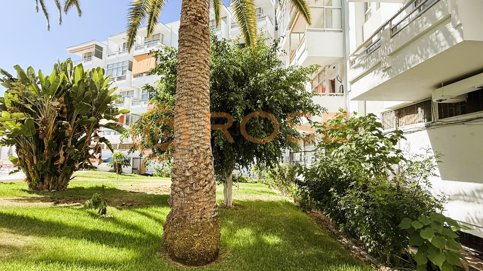 Well-maintained outdoor area with Mediterranean trees and a quiet courtyard atmosphere