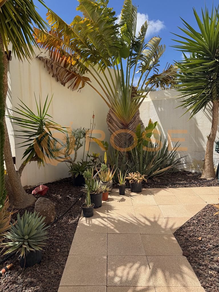 Área privada de patio interior con un diseño de caminos adoquinados y sombra natural proporcionada por palmeras