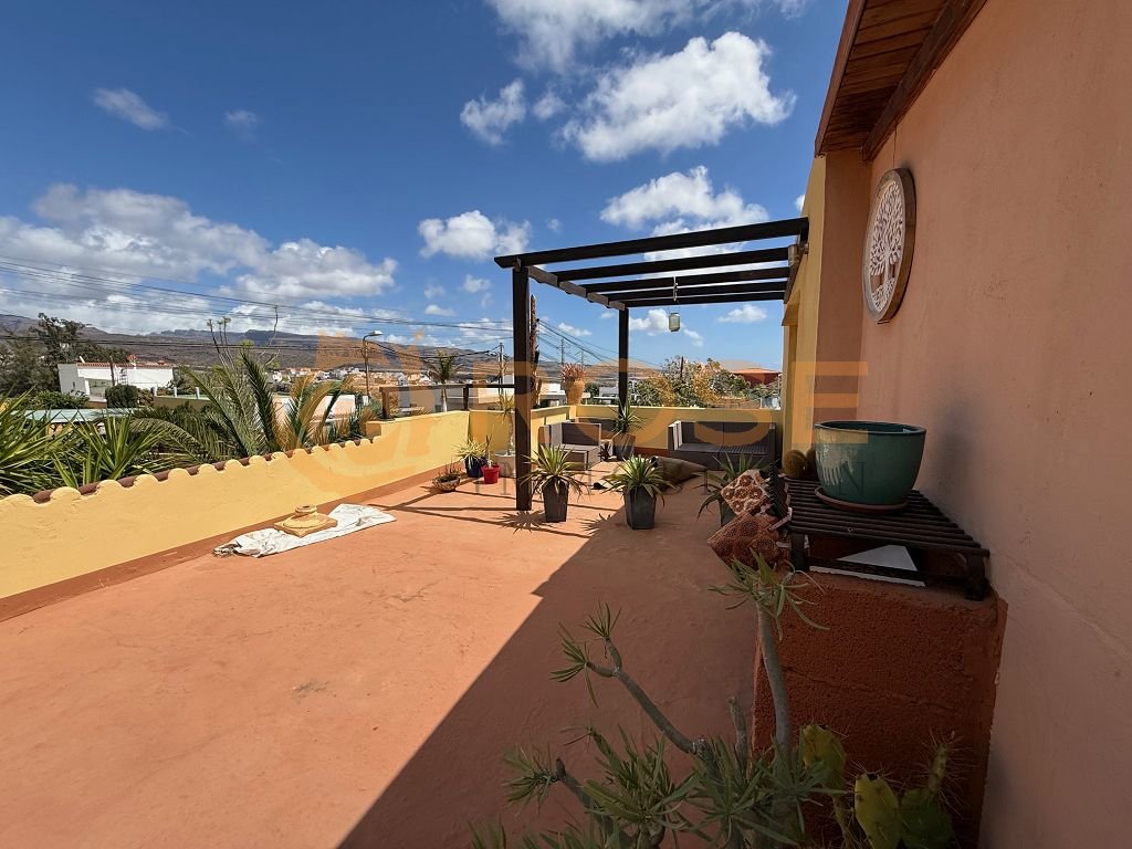 Terrasse sur le toit avec une végétation de palmiers établie et une pergola ombrageante